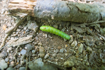 Moth Caterpillar turns somersaults because it has been touched. Defensive reaction. Russian Far East