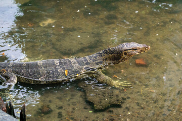 Asian Water Monitor Lizard in a Park