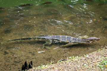 Asian Water Monitor Lizard in a Park