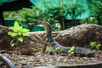 Asian Water Monitor Lizard in a Park