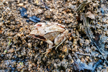 East Siberian Asiatic grass frog (Rana dybowskii, Rana chensinensis, Rana japonica) in broad-leaved...