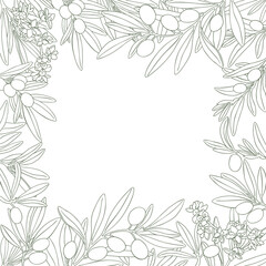 Drawing olives branch flowers square frame green vector. Hand drawn floral illustration olive fruit, tree branches, leaves. Isolated background. Drawings food edible foliage. Menu card wrapping decor