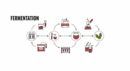 A simplified diagram illustrating the fermentation process, showing stages from initial ingredients to final product.