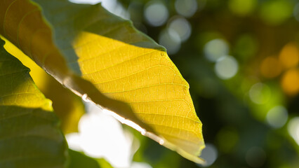 Close-up of fresh matoa tree leaves glowing under sunlight, showing vibrant green textures and natural details, perfect for botanical or tropical nature themes.