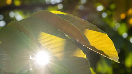 Close-up of Pometia pinnata (matoa) tree leaves glowing under sunlight, showing clear leaf veins and tropical texture in a vibrant forest atmosphere.