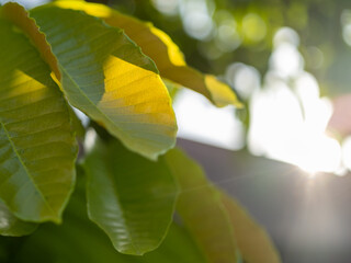 Sunlight passing through the green leaves of Pometia pinnata (matoa) tree, creating a fresh and tropical atmosphere with clear textures in natural outdoor environment.