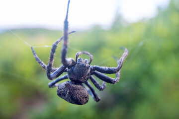 A tangle-web spider (Theridiidae) on a web in a broad-leaved oak forests in Sikhote Alin mountains. East Siberia