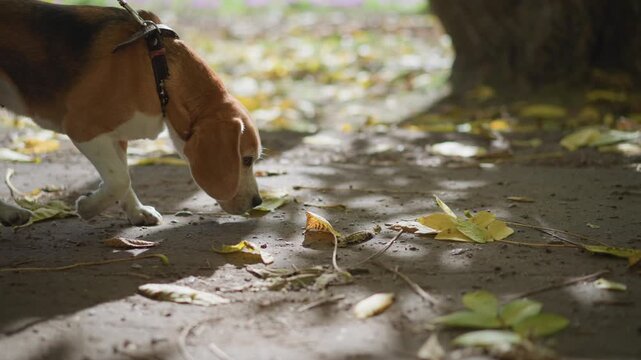 Dog on leash sniffs fallen leaves on dirt path near owner leg, surrounded by scattered autumn foliage and soft sunlight, capturing curious exploration and outdoor bonding moment in natural setting