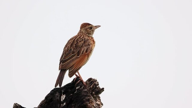 Beautiful patterned plumage of Rufous-naped lark bird isolated on sky