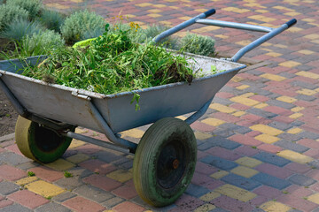 Yard cleaning. Hand wheelbarrow with pulled weeds on tiled pavement