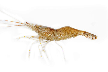 Grass shrimp (Palaemon adspersus) from the Sea of Azov. Isolate on a white background