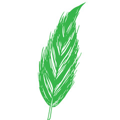 green plant isolated on white