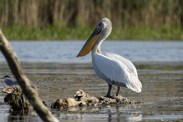 Krauskopfpelikan im Donaudelta