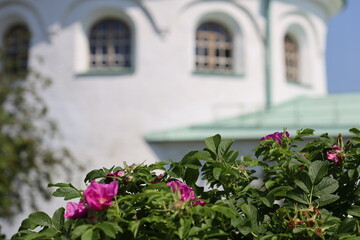 Fototapeta premium A modern building with a unique green roof and vibrant pink flowers in the front yard