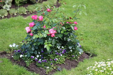 A beautiful bush of pink roses growing in a lush garden