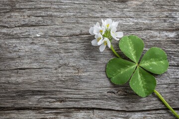 Fototapeta premium White clover blossom on weathered wood