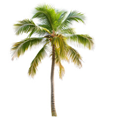 Isolated coconut palm tree