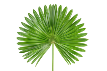 round palm tree leaf isolated on white or transparent png