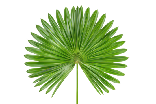 round palm tree leaf isolated on white or transparent png