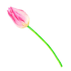 Beautiful pink tulip, hand drawn in watercolor, delicate realistic illustration, isolated on white background. Suitable for the design of cards, posters, labels, decor, etc.