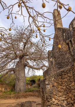 Baobab in front of the Great Mosque in Takwa islamic ruins, Lamu County, Manda island, Kenya