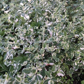 Variegated Plectranthus argentatus Plant with Green and White Leaves in an Outdoor Garden Setting