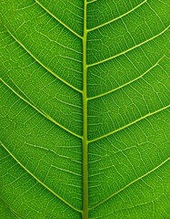 Obraz premium Close-up of vibrant green leaf veins