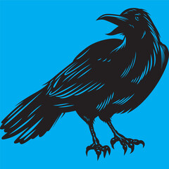 rooster isolated on white background