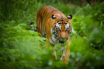 Obraz premium A majestic Bengal tiger, a striped big cat, rests in the wild grass