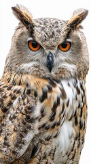 Obraz premium Majestic owl with striking orange eyes perched in a confident pose, showcasing its intricate feather patterns against a plain background