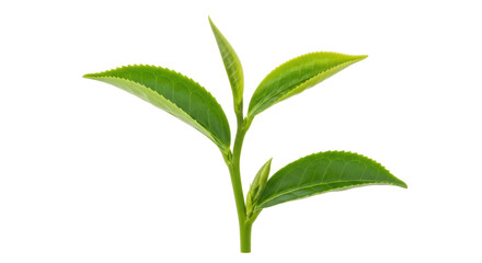 Isolated Fresh tea leaves