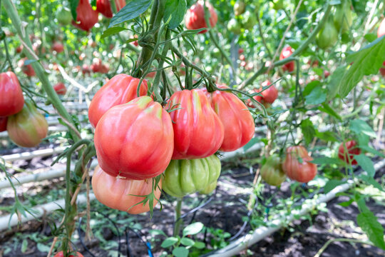 Coeur de boeuf tomaat aan een tros met rode en groene vruchten
