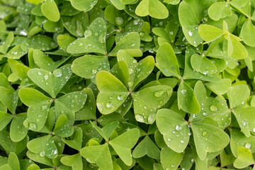 This fresh close-up captures dewdrops resting on vibrant clover leaves, an emblem of purity, renewal, and nature’s quiet elegance.