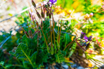 Flowers and fruits of Pin grass, Storksbill (Erodium cicutarium). Fruits of capsule. Flower axis, which has grown up strongly, resembles beak of stork. Surf shell ridges by Azov sea. Dwarf phenotype
