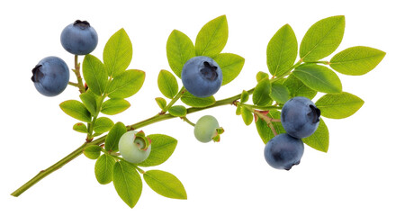 Isolated Blueberry Branch