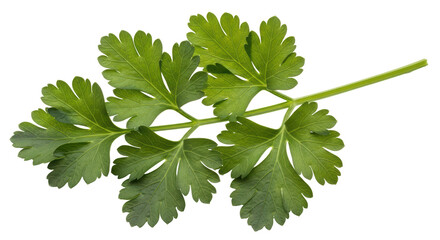 Isolated Fresh Parsley Branch