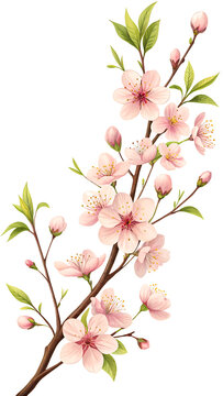 Photo of a branch of delicate pink cherry blossoms in bloom isolated on transparent background