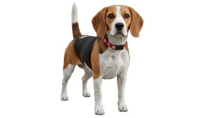 Isolated Beagle Dog