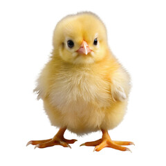 Photo of a fluffy yellow chick stands isolated on a transparent background