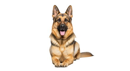 Isolated German Shepherd Dog