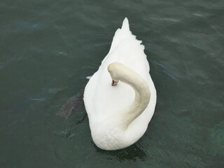 Swan cleaning its feathers with its beak on the waters of lake Geneva