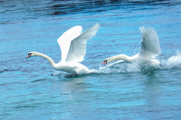 Two swans taking flight from the waters of lake Geneva