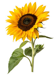 Photo of a bright yellow sunflower isolated on a transparent background
