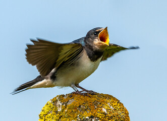 Swallow, juvenile waiting for food
