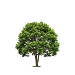 Green Deciduous Tree Isolated on White Background with Full Lush Crown