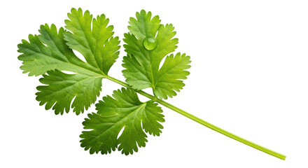 Isolated Cilantro Sprig
