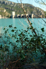green leaves on the water