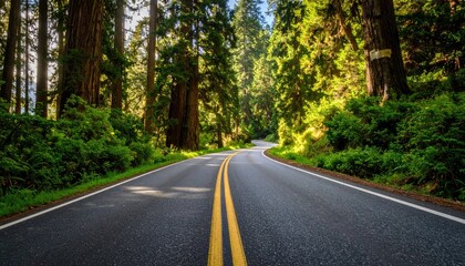 Fototapeta premium Winding road through a redwood forest