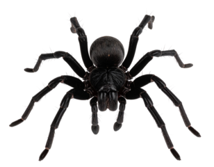 Glossy Black Spider, Front View, Detailed Legs, Isolated on Transparent