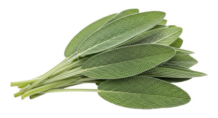 Isolated Fresh Sage Bundle